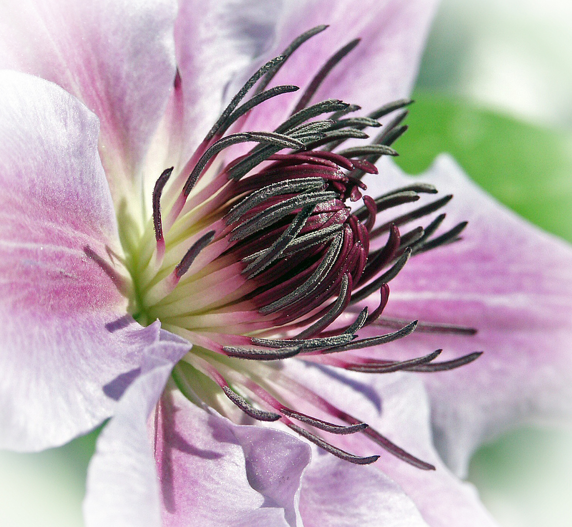 Clematis 2