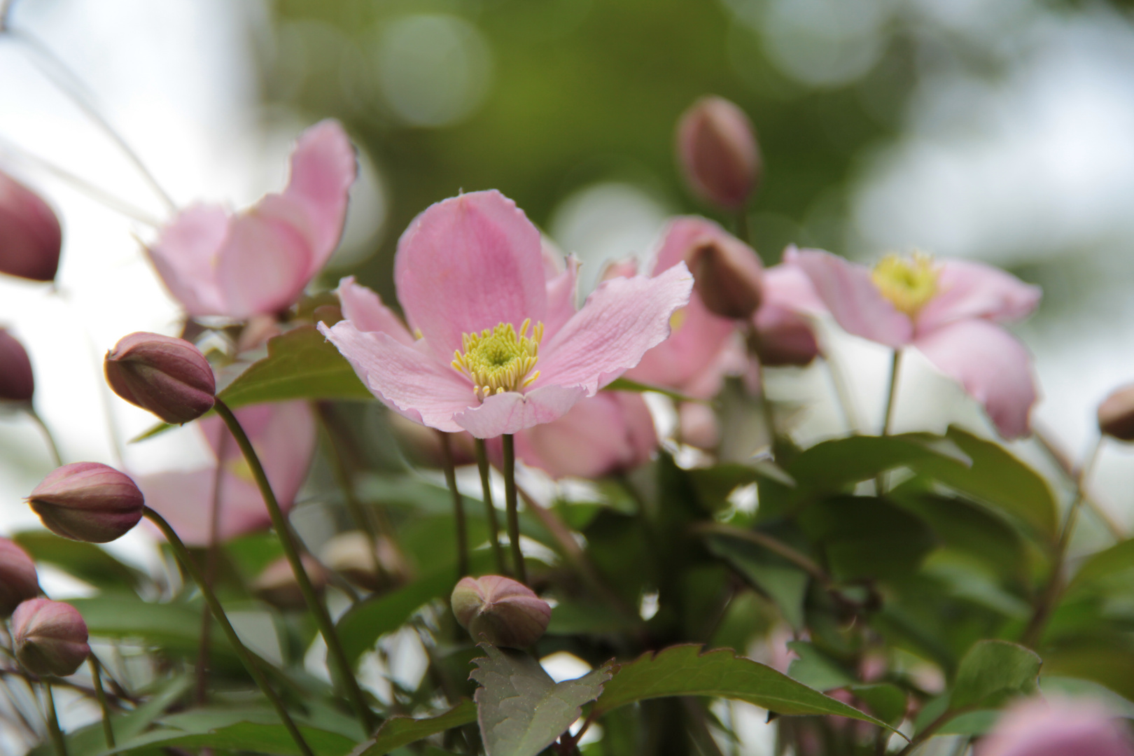 Clematis 2