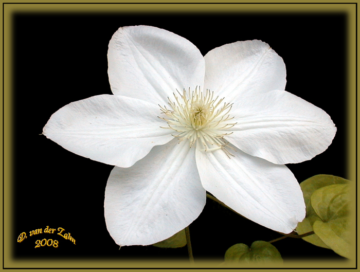 Clematis 2