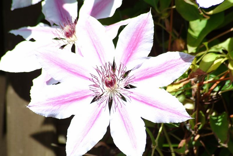 Clematis 2