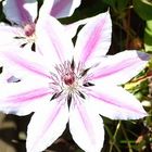 Clematis 2