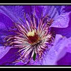 Clematis 2