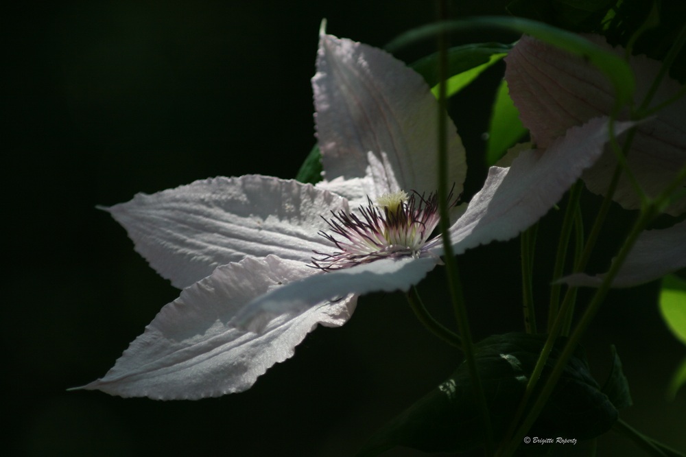 Clematis 2