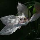 Clematis 2