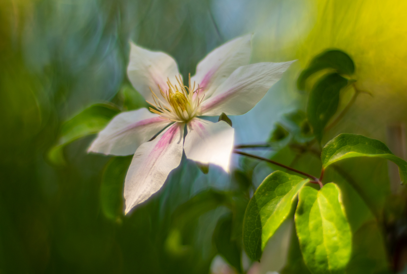 Clematis- 2