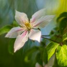 Clematis- 2