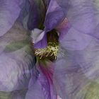 Clematis 2