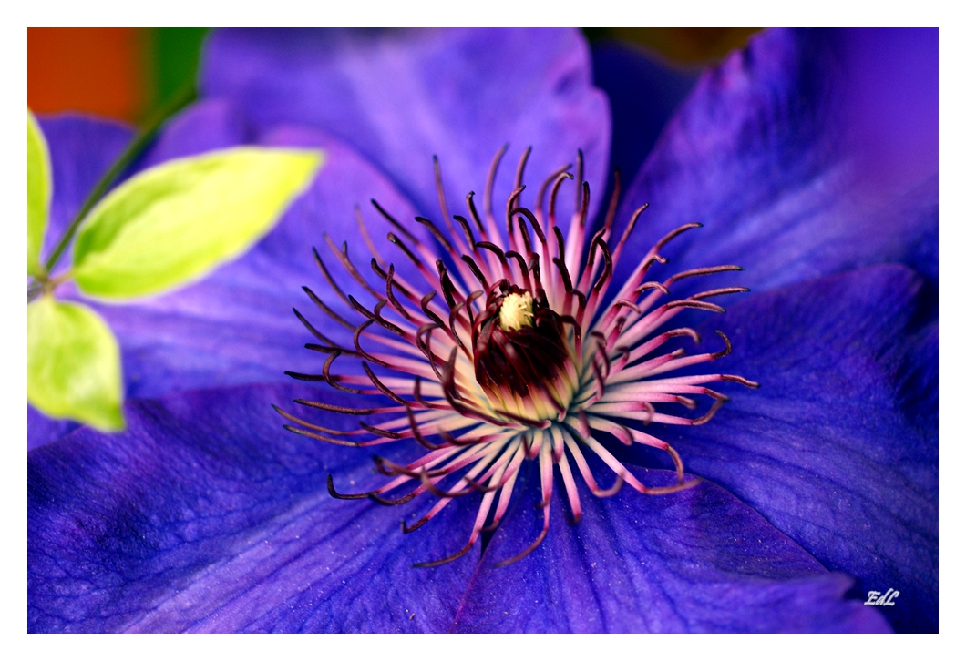 Clematis 2