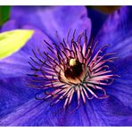 Clematis 2