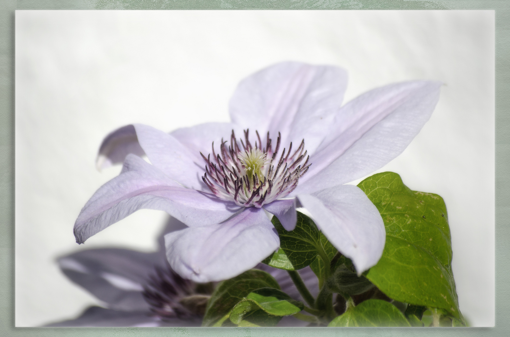 Clematis 2