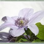 Clematis 2