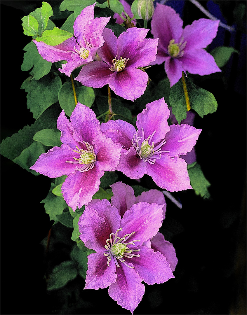  Clematis 2021