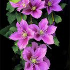  Clematis 2021