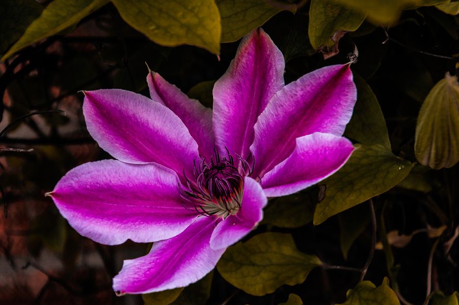 Clematis 2024