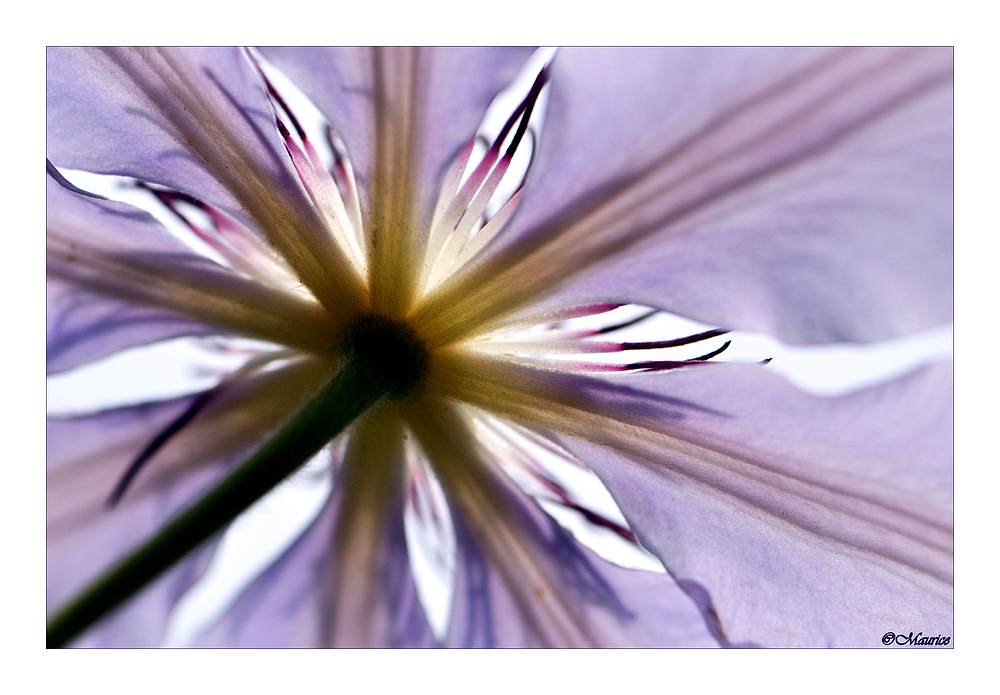 CLEMATIS