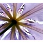 CLEMATIS