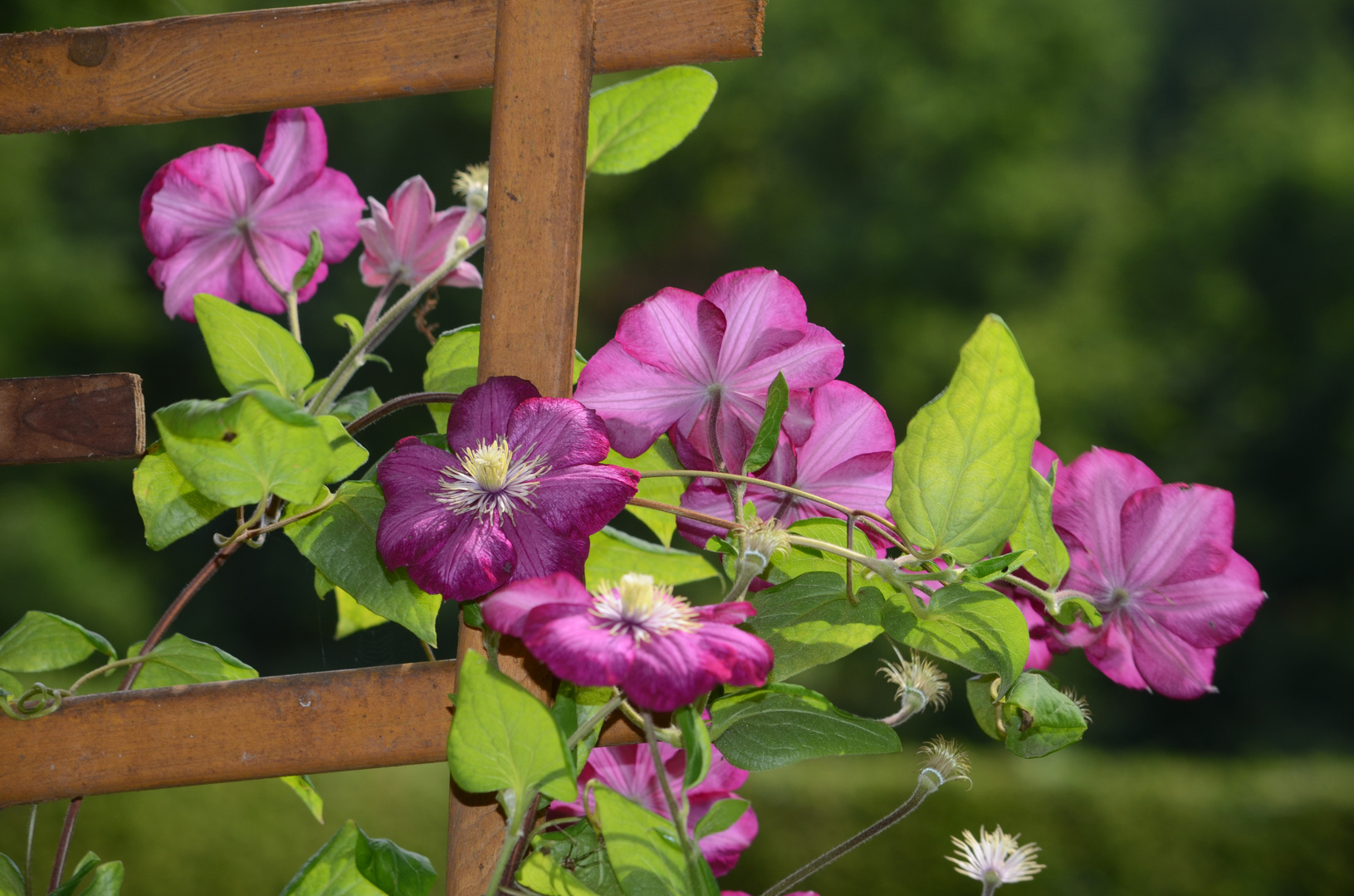 Clematis