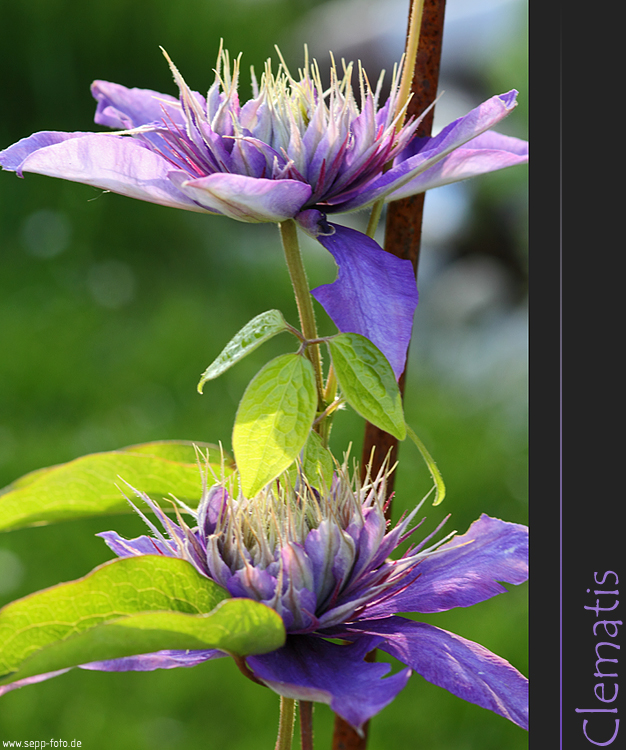 Clematis