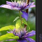 Clematis