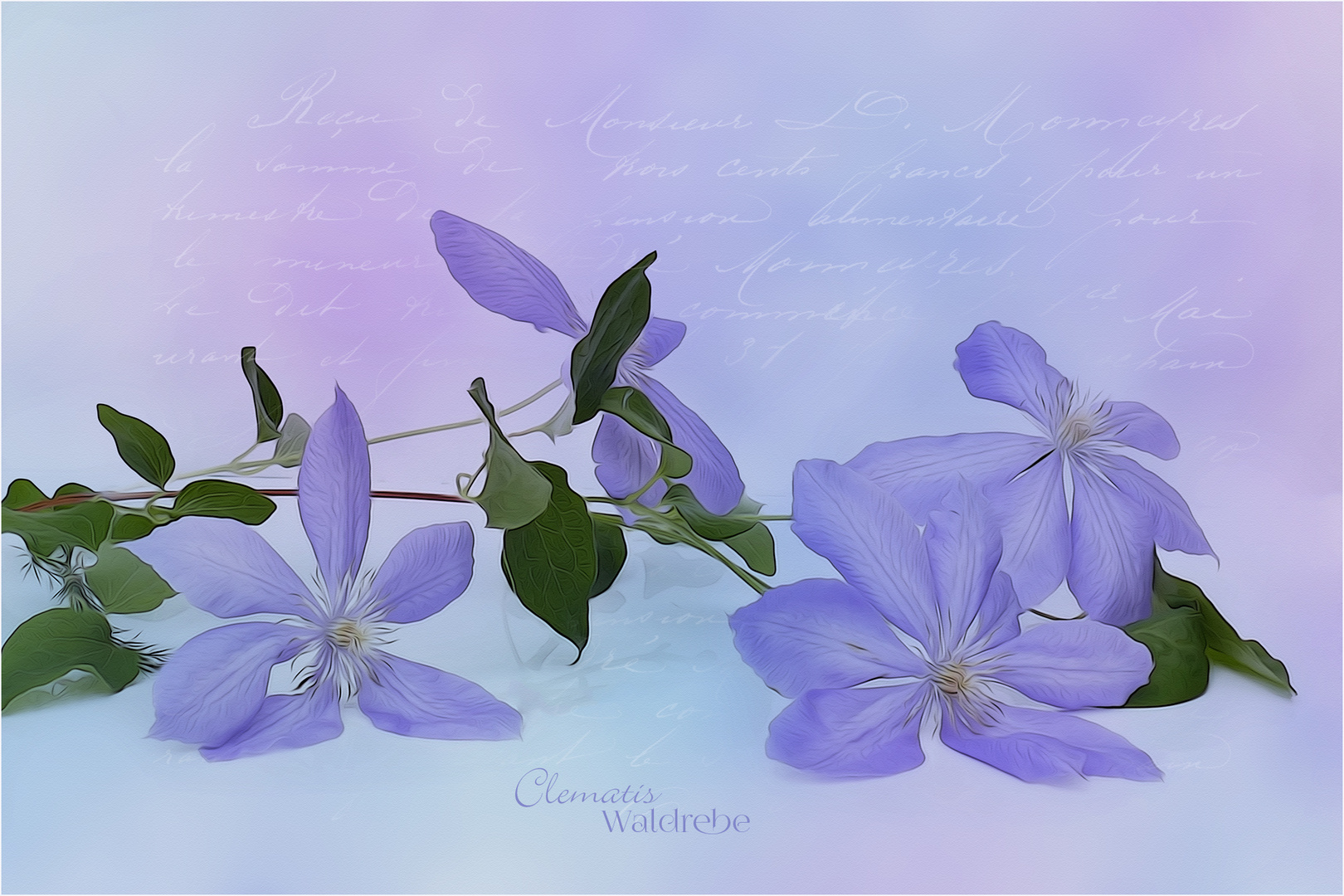 CLEMATIS