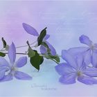 CLEMATIS