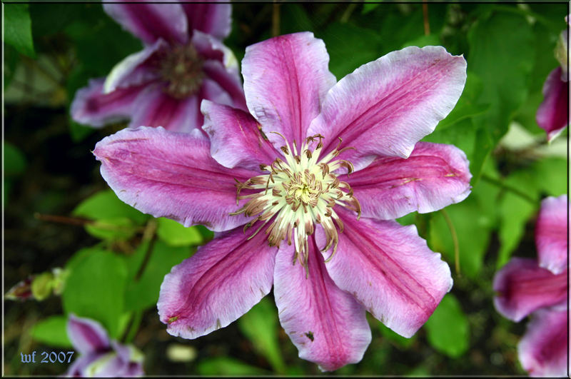 Clematis