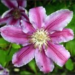 Clematis