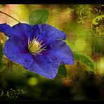 Clematis