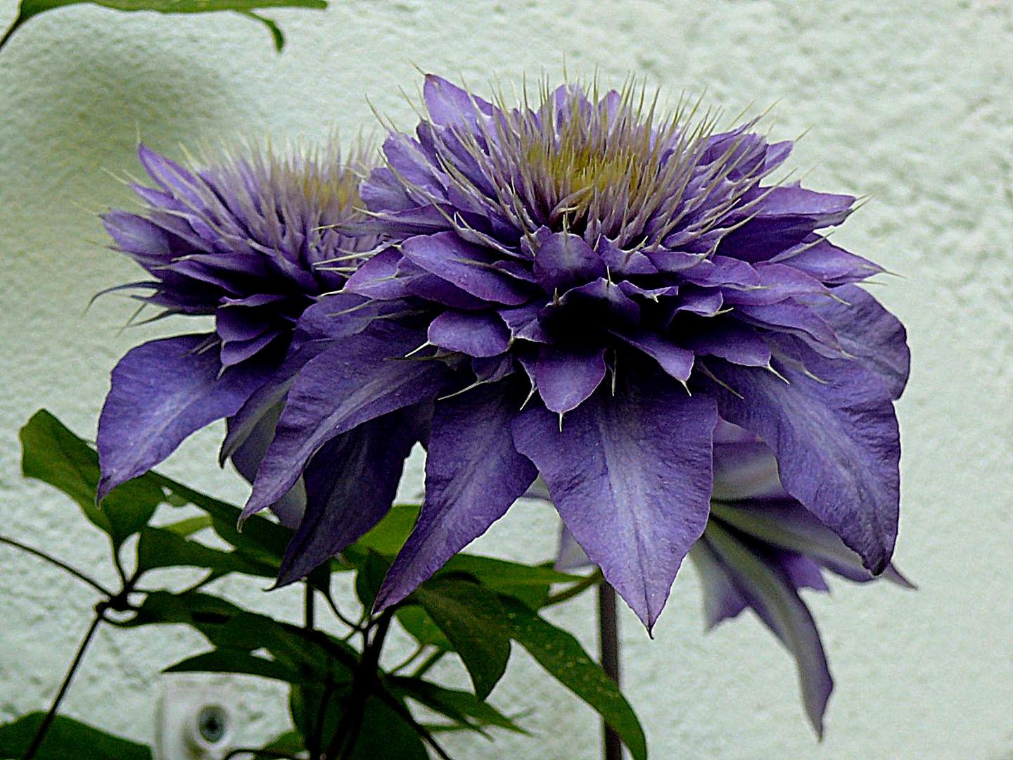 Clematis