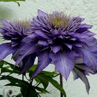 Clematis