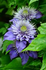 Clematis