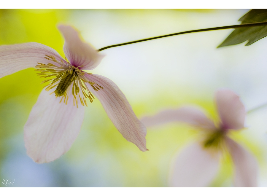 Clematis