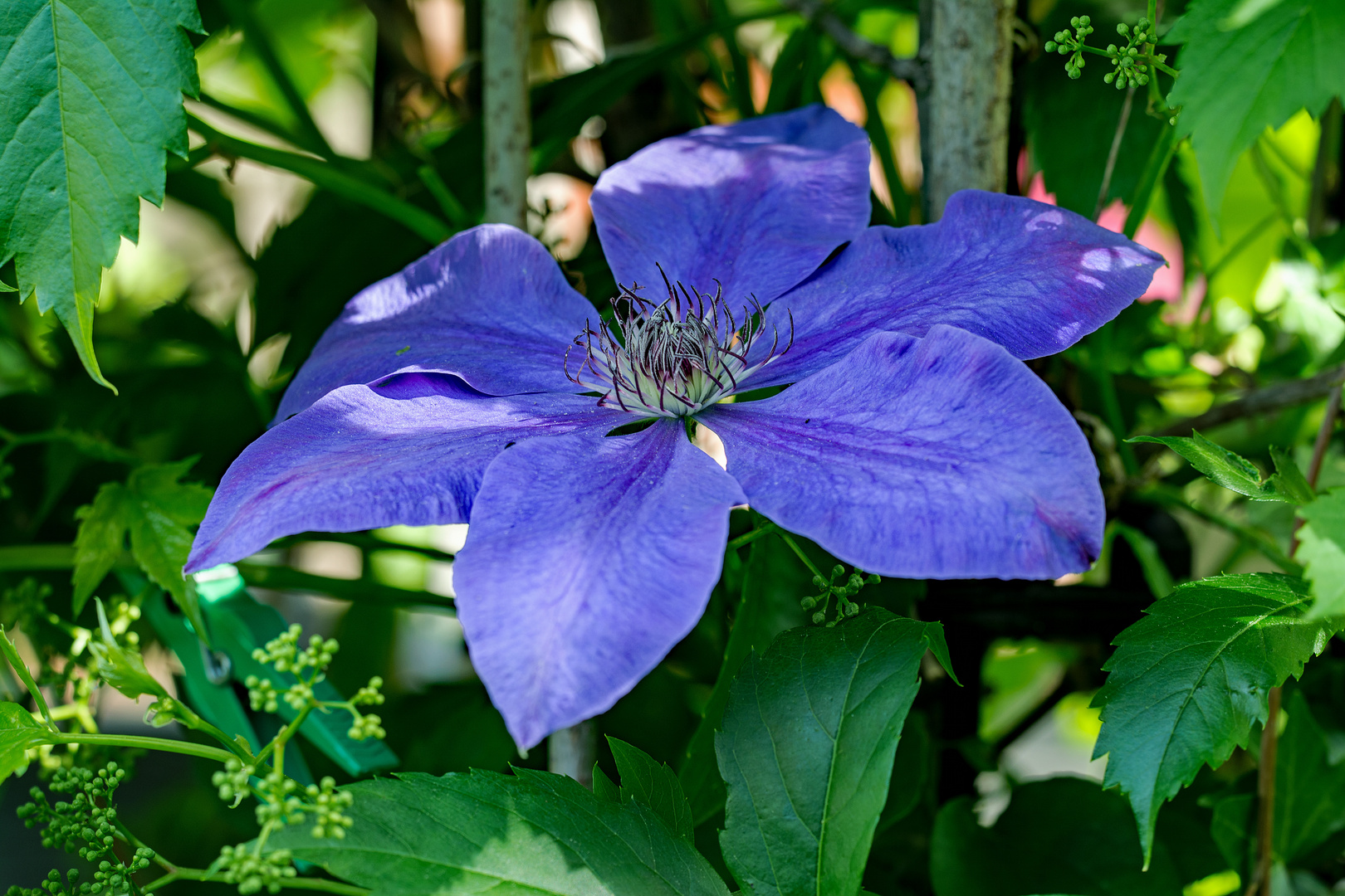 Clematis