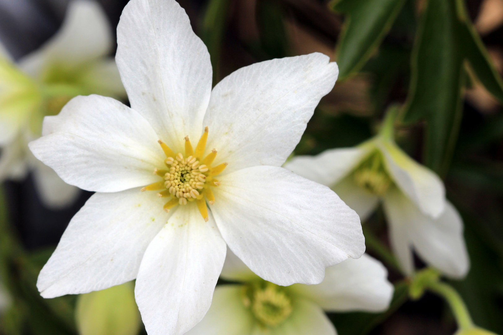 Clematis