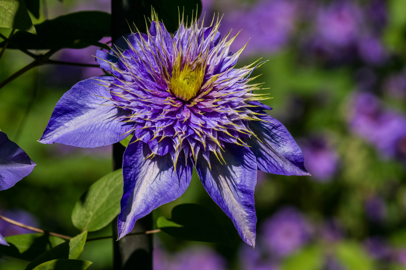 Clematis