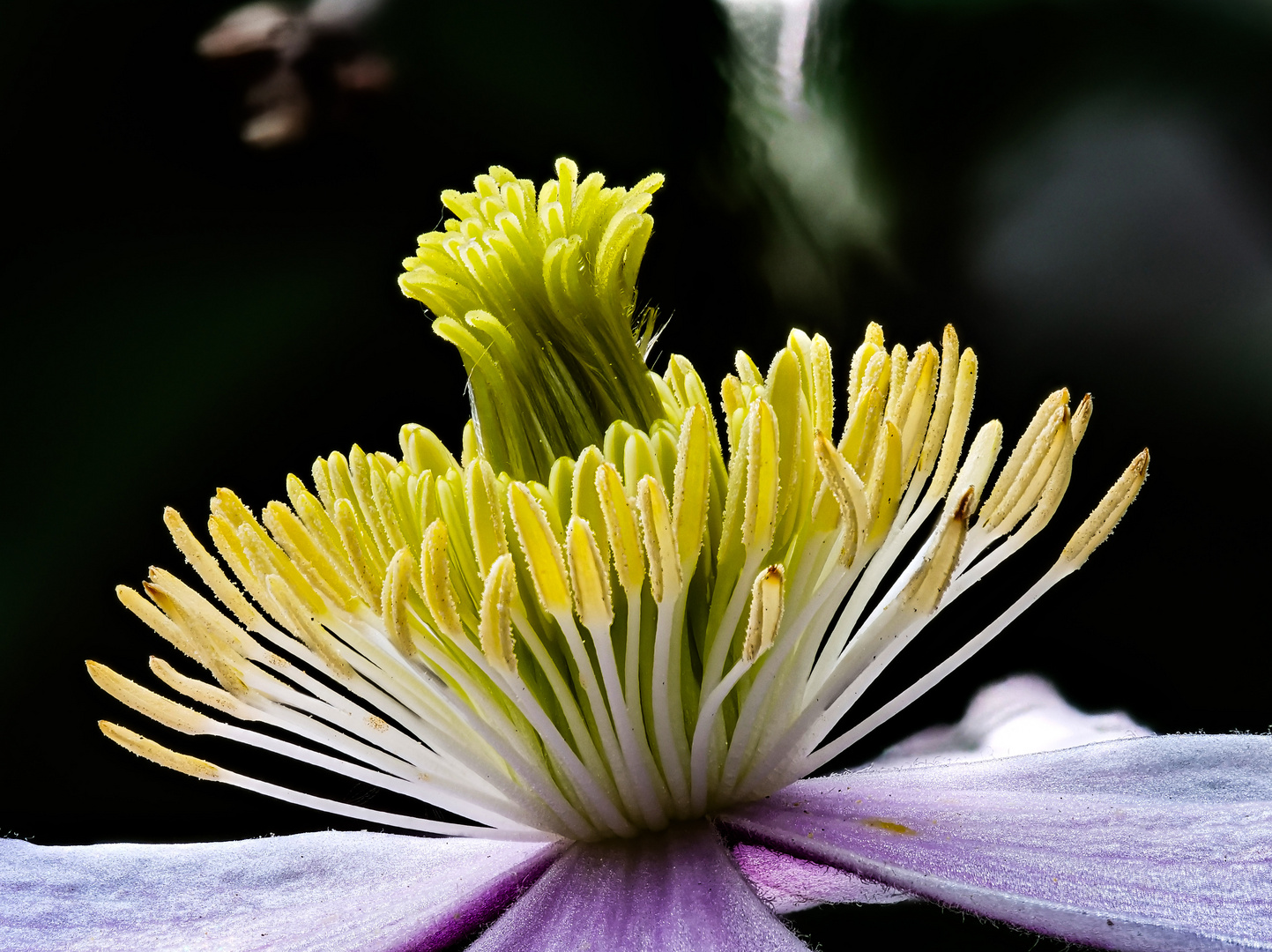 Clematis