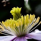 Clematis