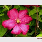 Clematis