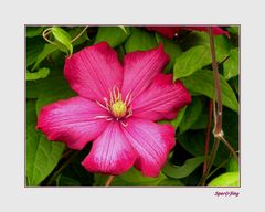 Clematis