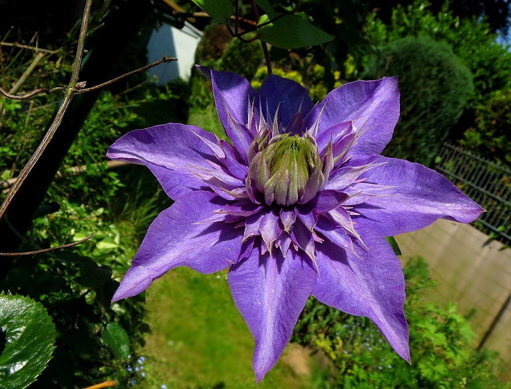 Clematis