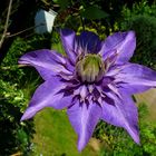 Clematis