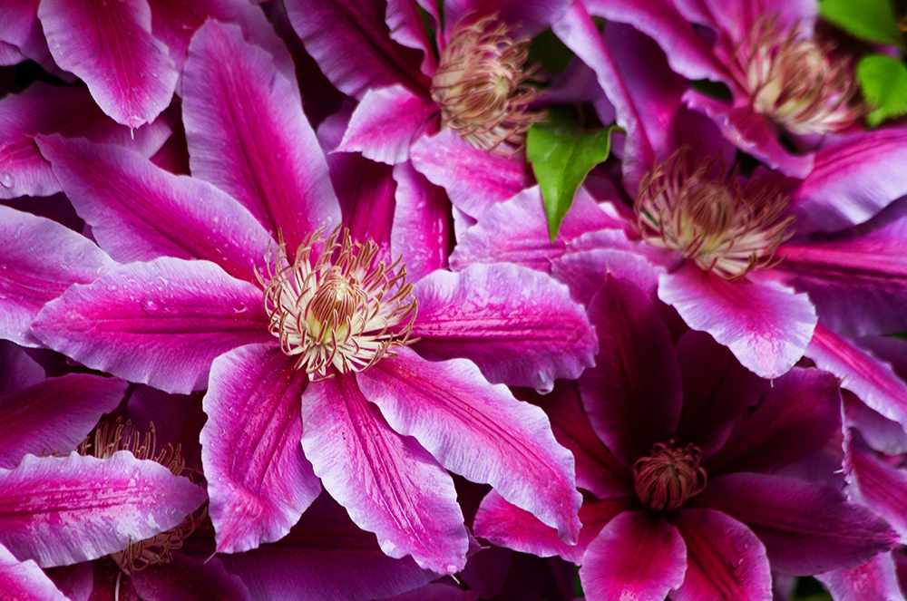 Clematis