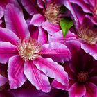 Clematis