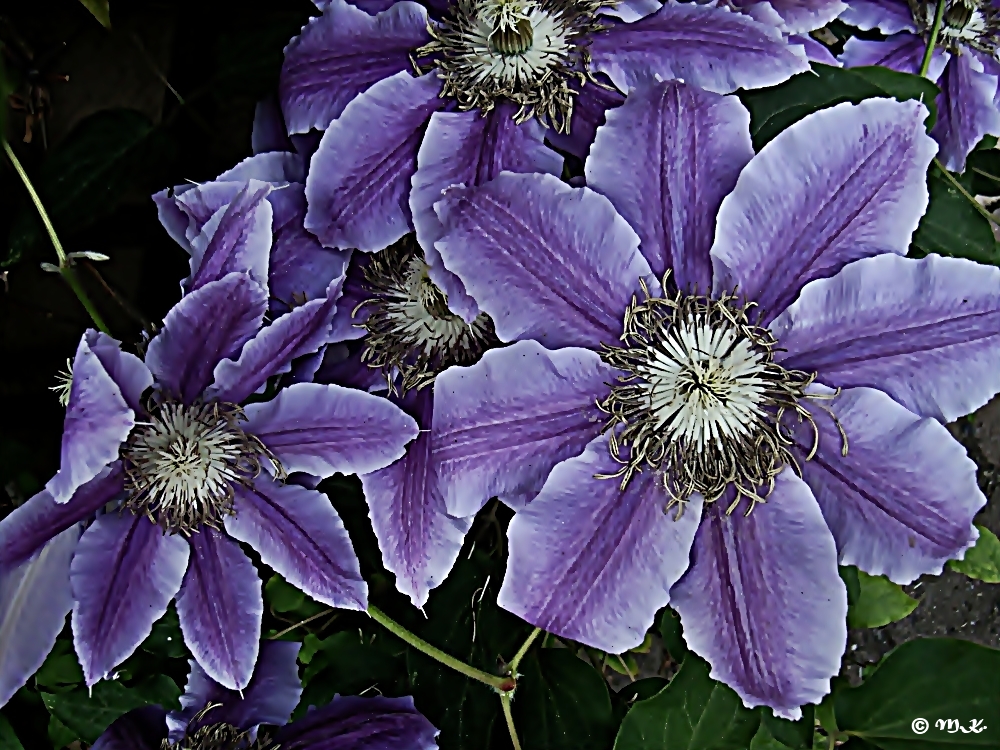 Clematis