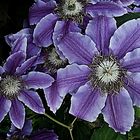 Clematis