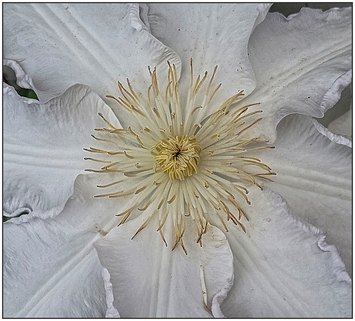 Clematis