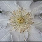 Clematis