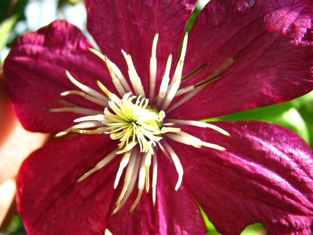 Clematis