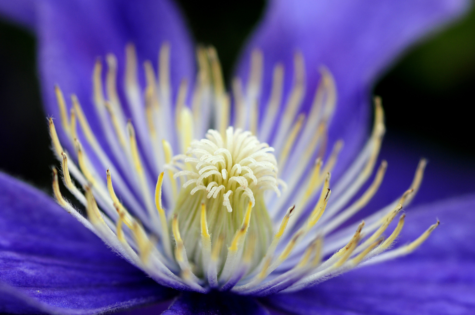 Clematis