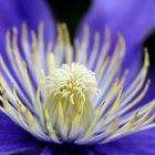 Clematis